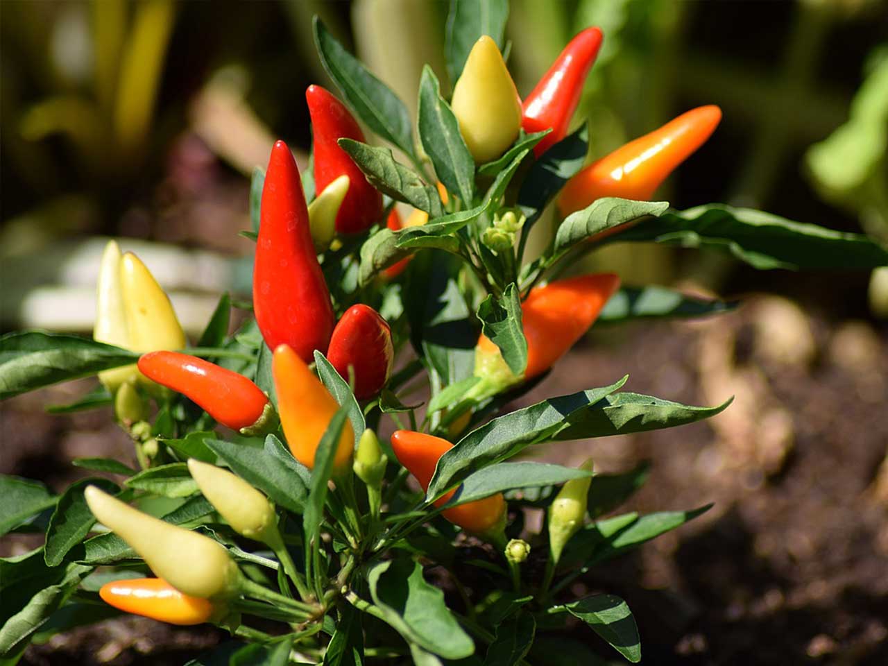 Chilli-Plant