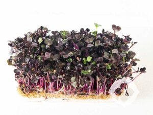Purple Radish Microgreen Seeds | Seedmart Asia Pacific | Singapore