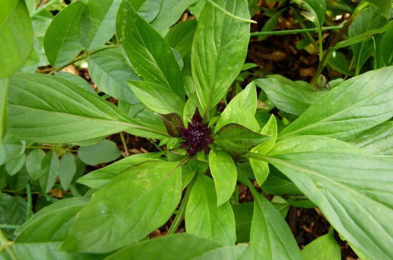 Thai Basil