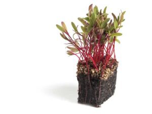 Beet Bulls Blood Microgreens