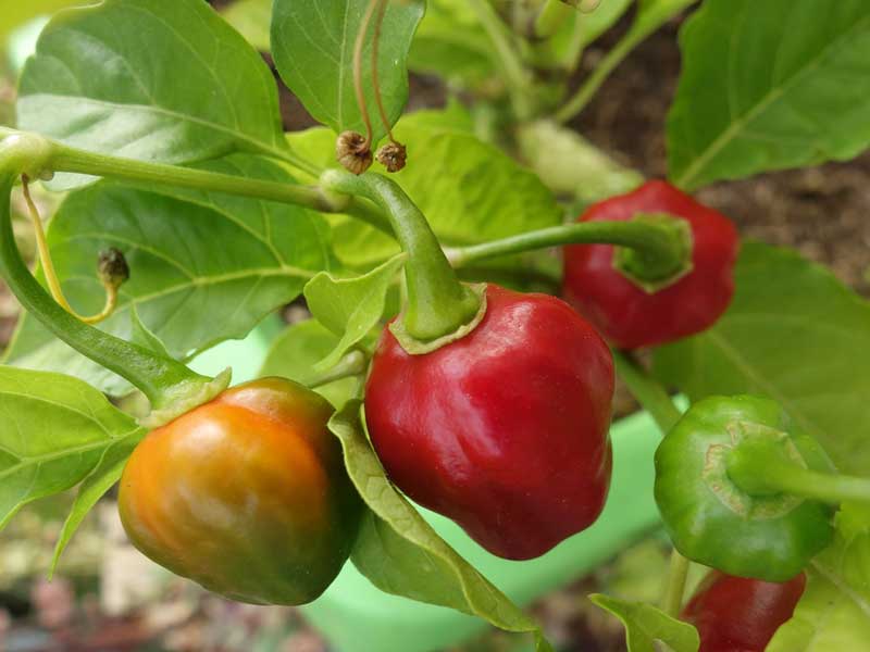 Capsicum-Plant