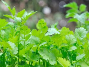 Chervil Herb Plant Closeup