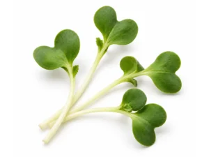 Daikon Radish Microgreens | Isolated | Seedmart Singapore