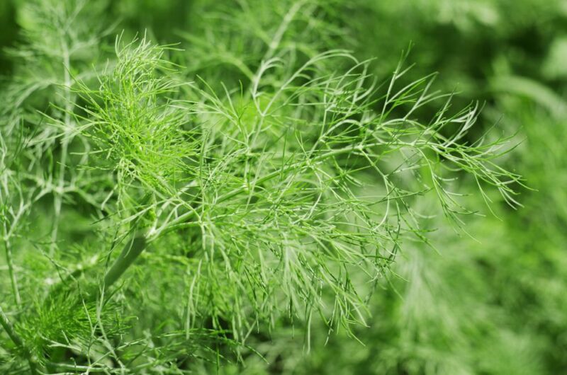 Dill Bouquet Microgreen Seeds - Wholesome Supplies