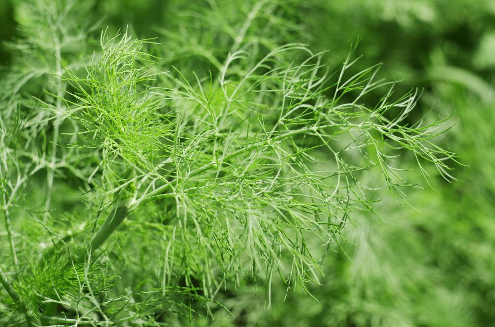 Dill Bouquet Microgreen Seeds - Wholesome Supplies