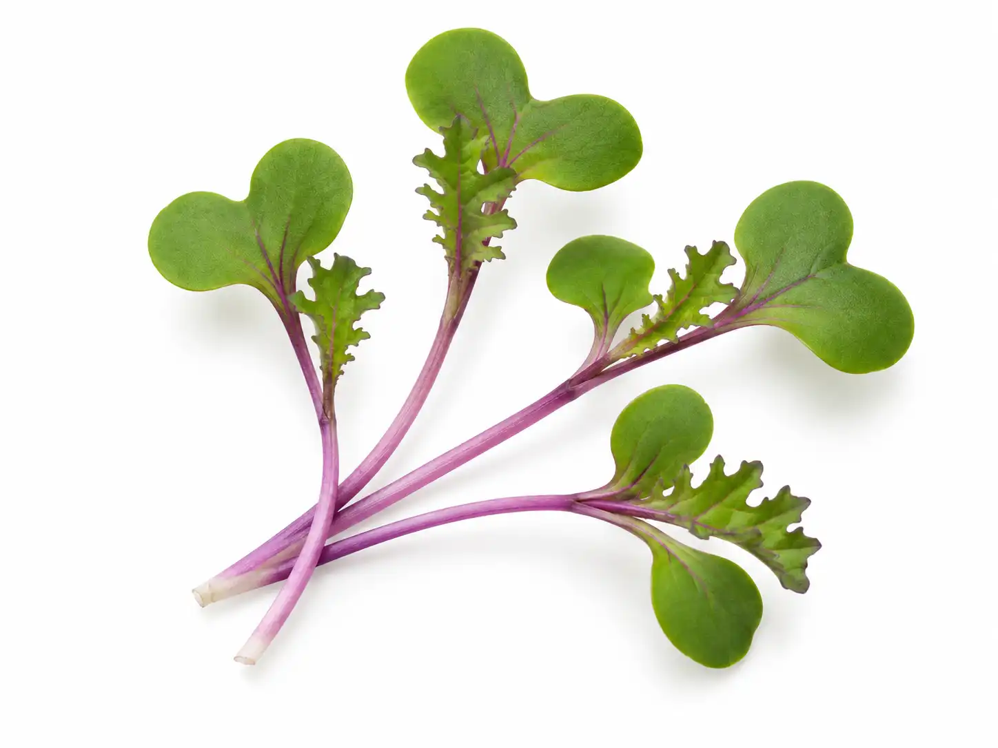 kale-red-russian-microgreens-isolated-1-seedmart-singapore