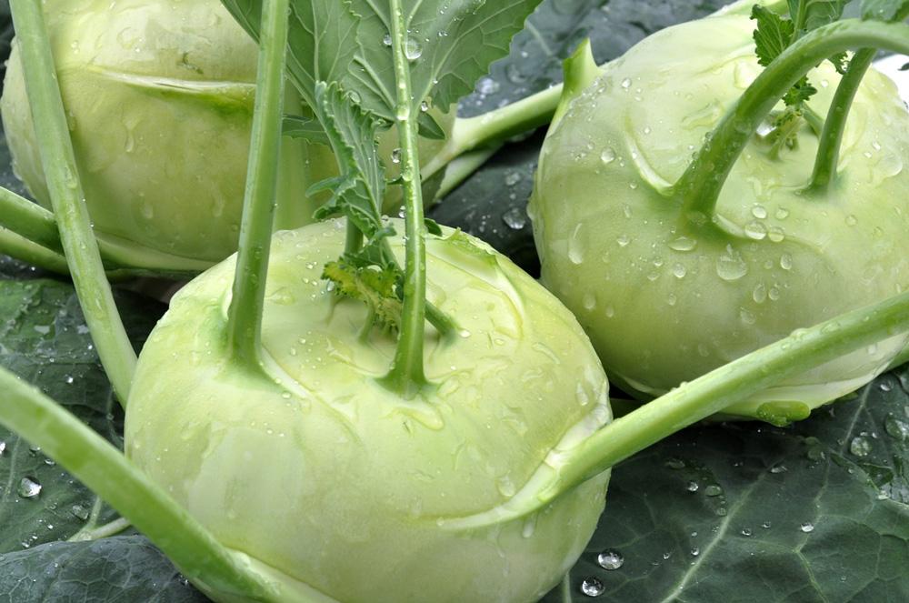 Kohlrabi White Vienna Vegetable Seeds - Wholesome Supplies