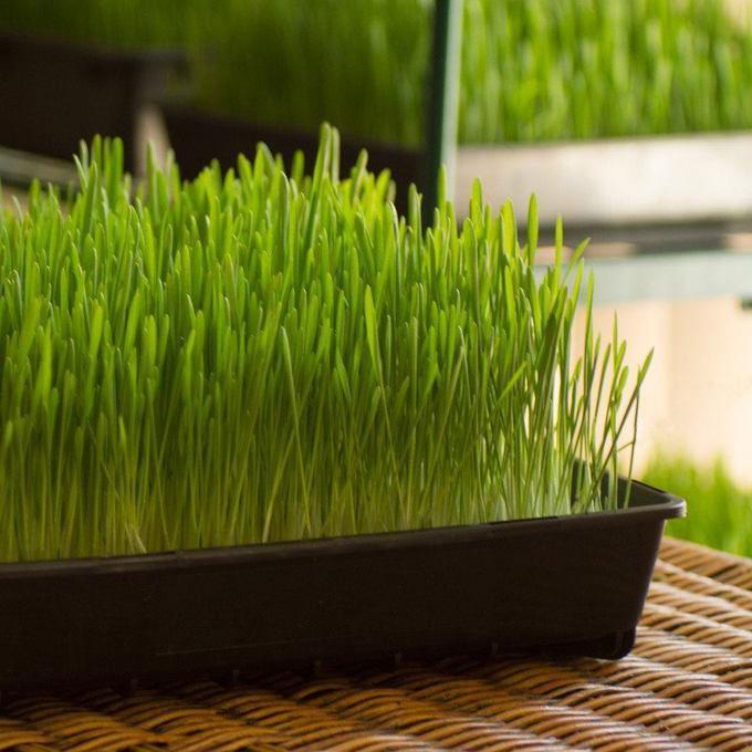 Living Wheatgrass Tray with other trays in background