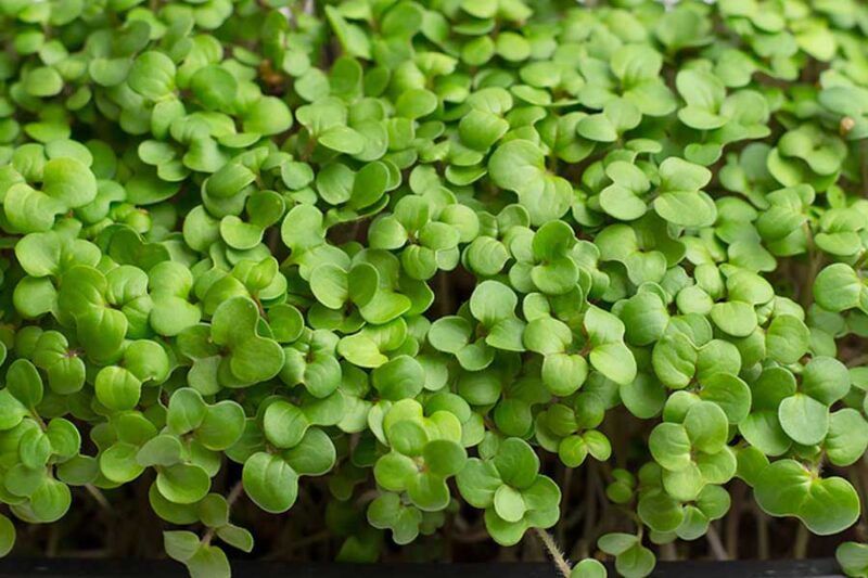 Mustard Microgreens