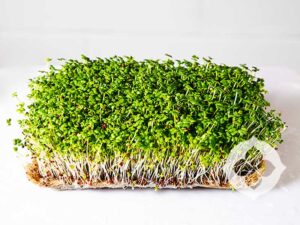 Mustard Green Microgreens | Seedmart Australia