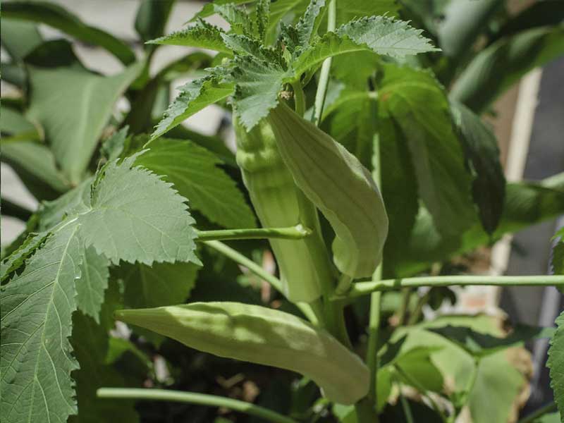 Okra-Plant