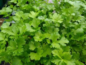 Parsley Italian Flat Leaf