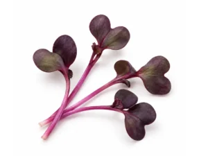 Purple Radish Microgreens | Singapore | Seedmart