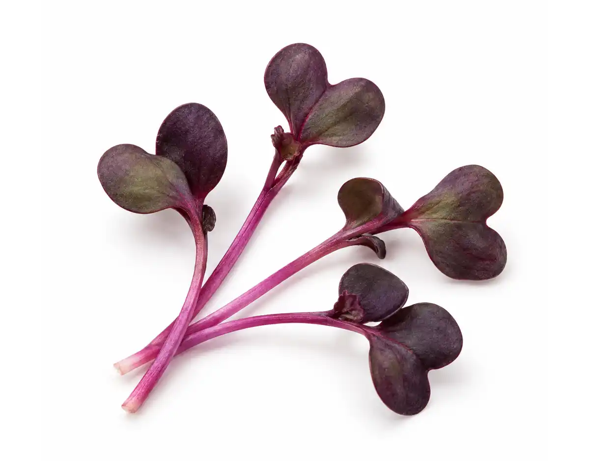 Purple Radish Microgreens | Singapore | Seedmart
