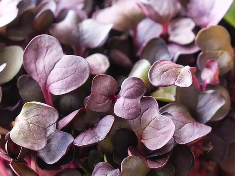 Rambo Purple Radish