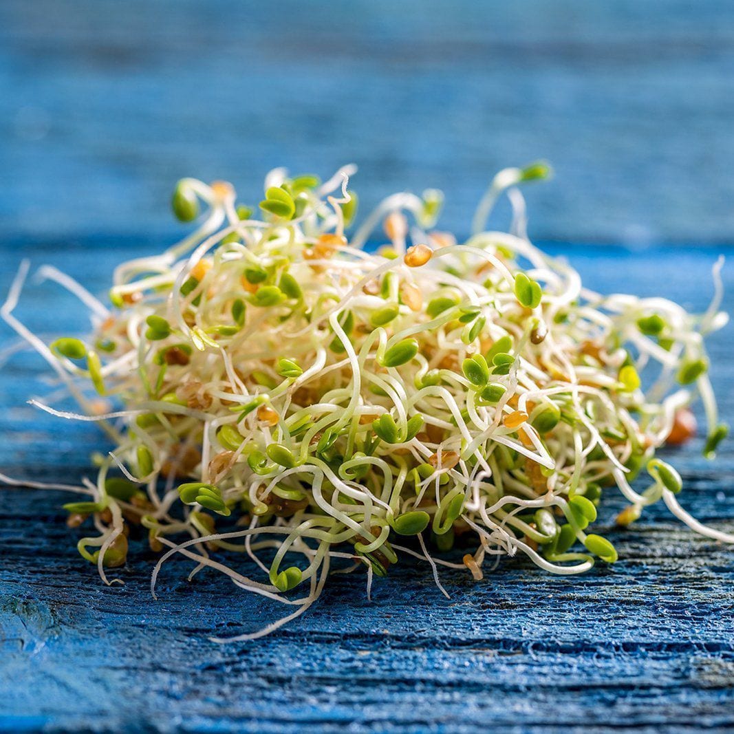 Red Clover Sprouts