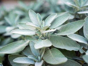 Sage Herb Plant Closeup