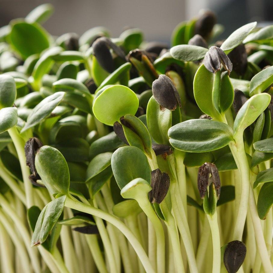 close up of sunflower microgreens