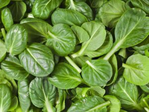 Tatsoi Vegetable | Closeup | Seedmart