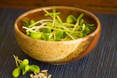 Sunflower seeds sprouted in bowl