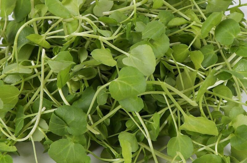 Watercress Herb Seeds - Wholesome Supplies