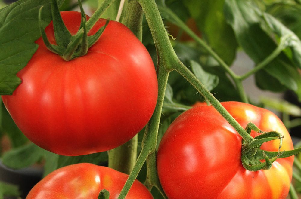 Beefsteak Tomatoes