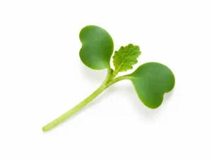 Broccoli Microgreen Seeds | Seedmart | Singapore