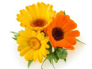 Calendula Pacific Beauty isolated