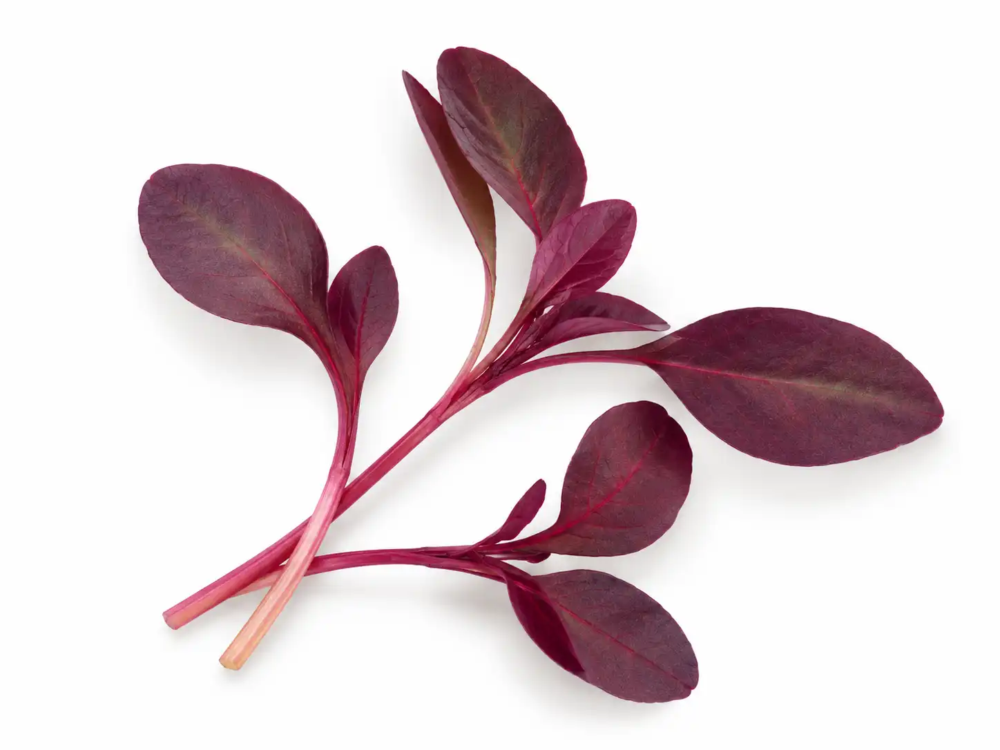 red-amaranth-microgreens-isolated-seedmart-singapore