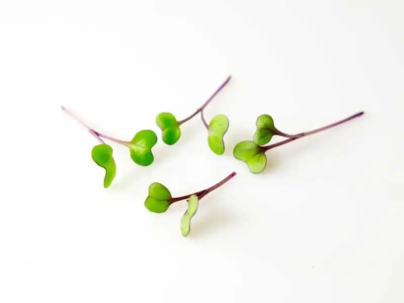 Red Cabbage Microgreen Seeds - Image 3