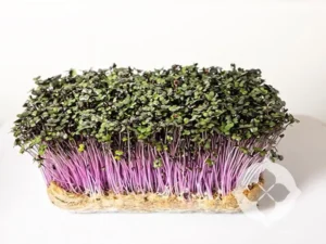 red_cabbage_microgreens-1