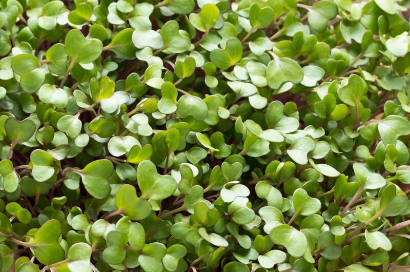 Cauliflower Microgreens