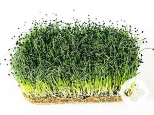 Onion Microgreens | Seedmart Asia Pacific