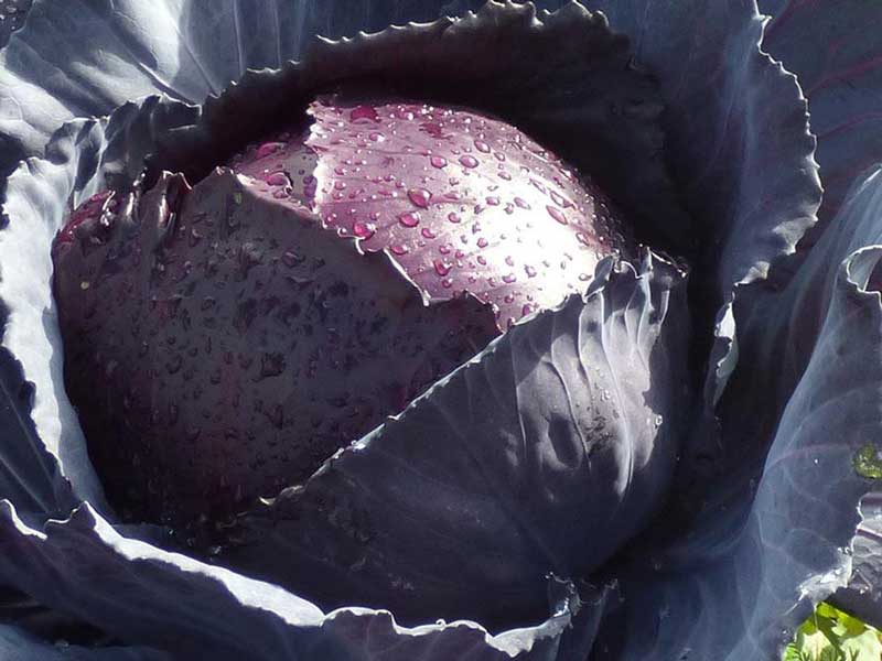 Red Acre Cabbage Seeds | Seedmart