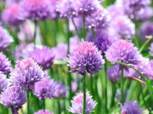 Chives Herb Closeup