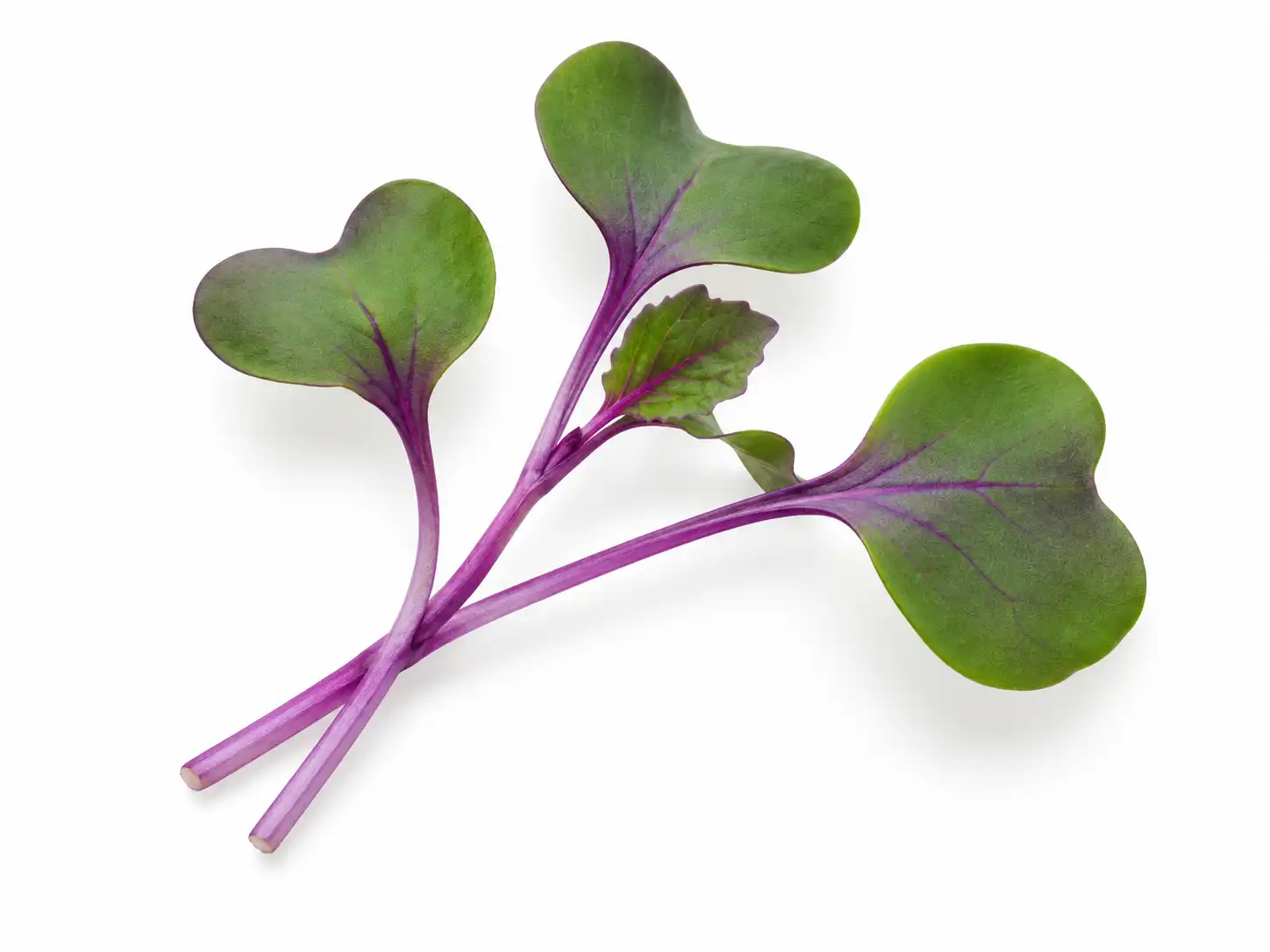 kohlrabi-purple-microgreens-isolated-seedmart-singapore