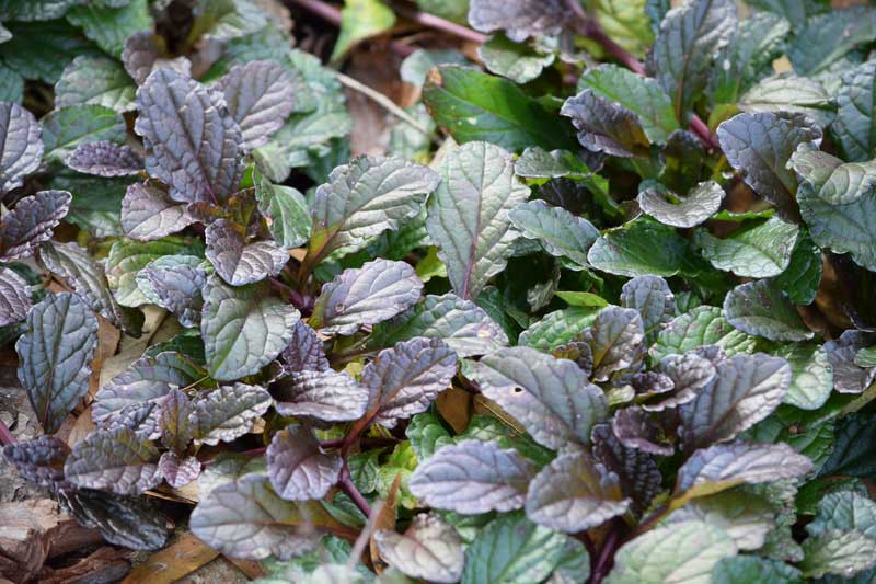 Mustard Osaka Purple Microgreen Seeds