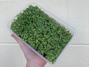 Kale Microgreens