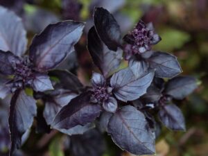 Basil Dark Opal