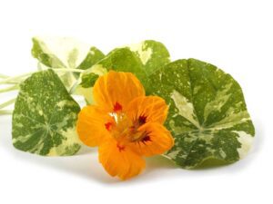 Nasturtium Alaska Mix Flower and Leaves