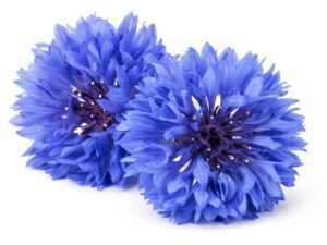 Cornflower Blue Boy Flower Heads Close Up