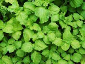 Green Shiso