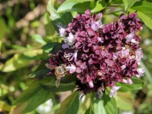 Thai Basil Siam Queen Seeds