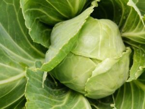 cabbage copenhagen market
