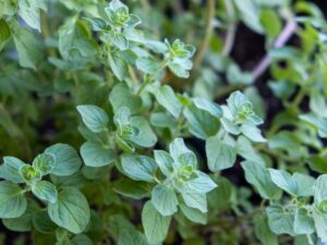 Sweet Marjoram Herb Plant