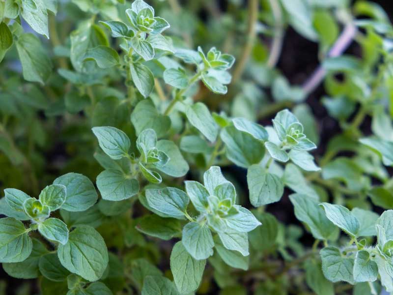 Sweet Marjoram Herb Plant