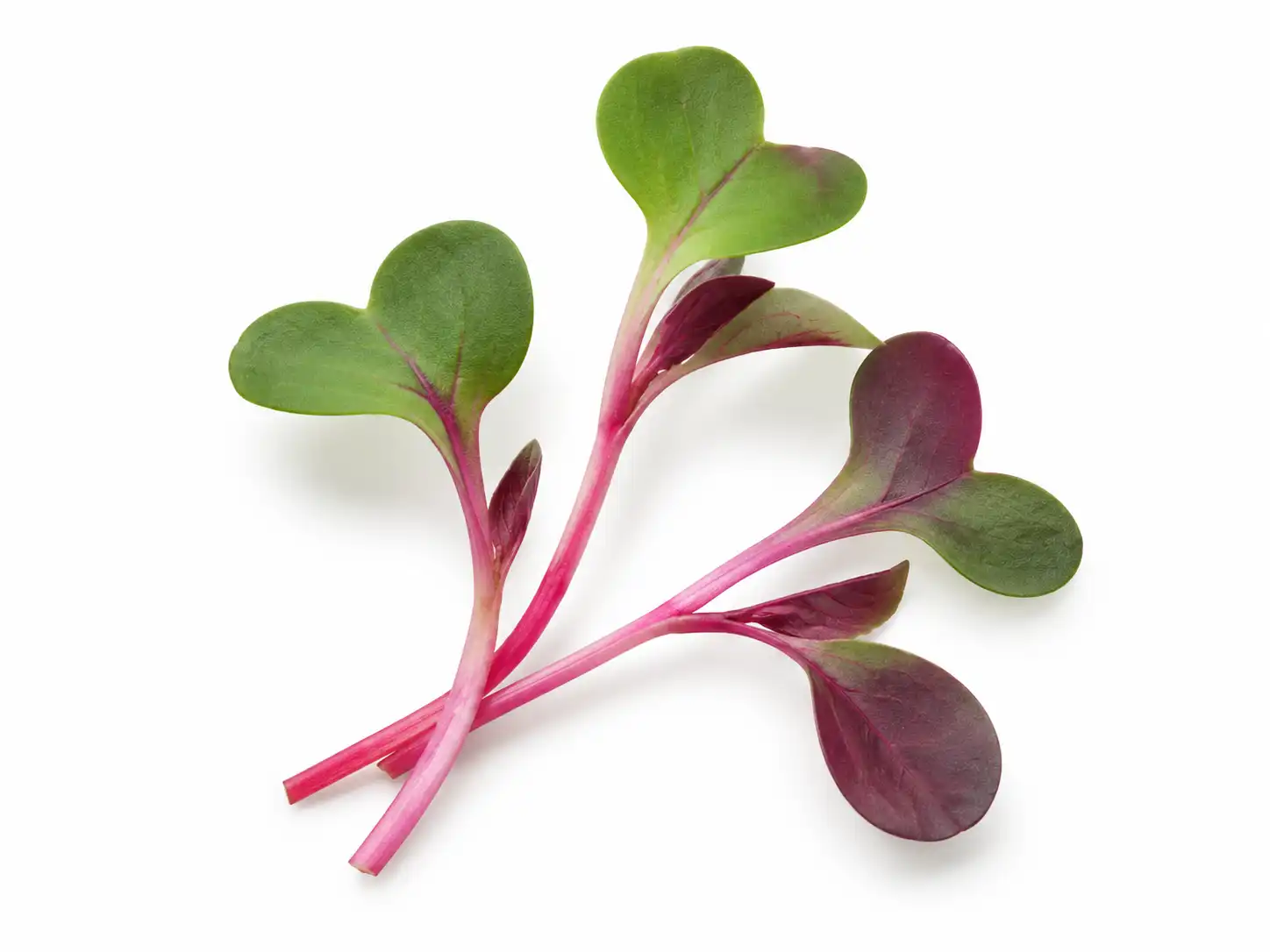 radish-china-rose-microgreens-isolated-seedmart-singapore
