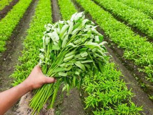 Water Spinach | Kang Kong | Farm | Seedmart