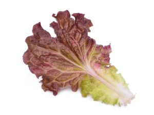 Red Coral Lettuce Leaf