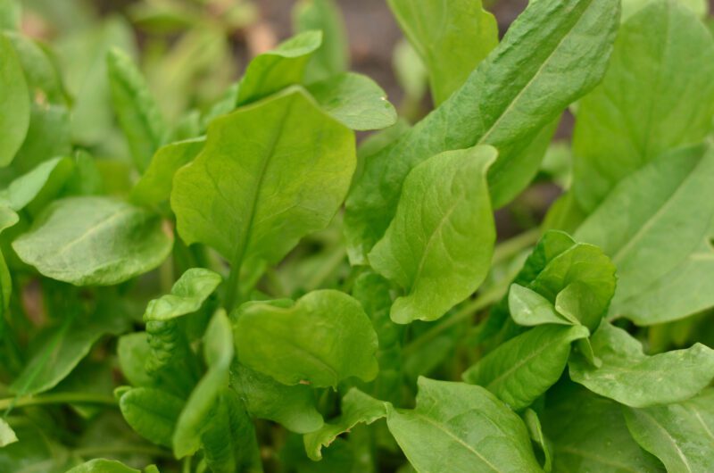 Sorrel Garden Herb Seeds - Image 2
